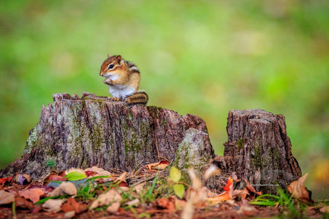 Chipmunk on a tree stump in the White Mountains in New Hampshire.