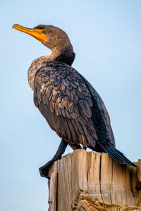 Cormorant resting on a post in Carova Beach on the Outer Banks of NC.