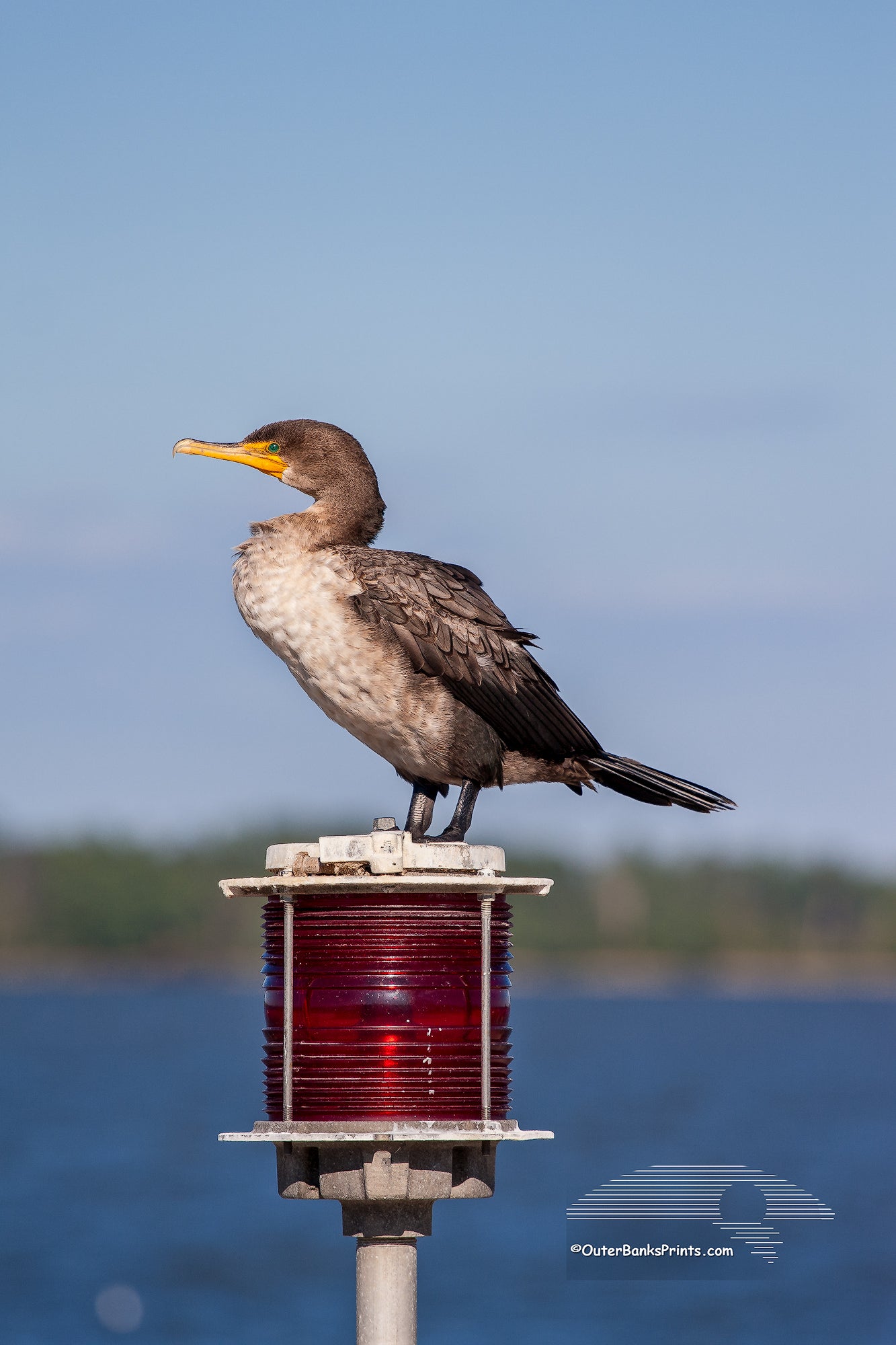Cormorant Outer Banks Birds