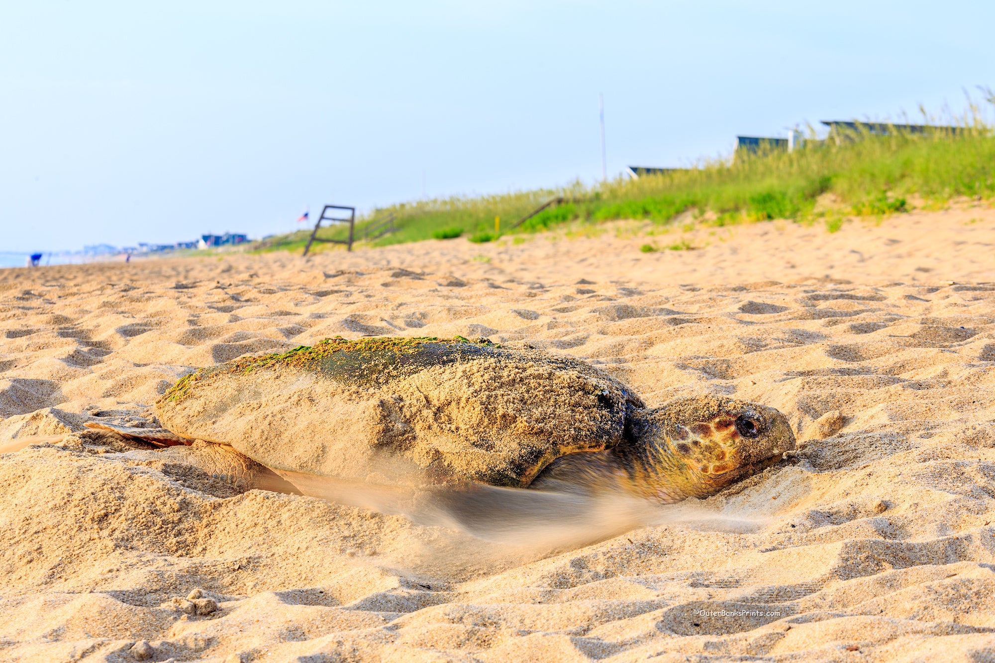 Loggerhead sea turtle covering her eggs in  Duck on an Outer Banks beach.