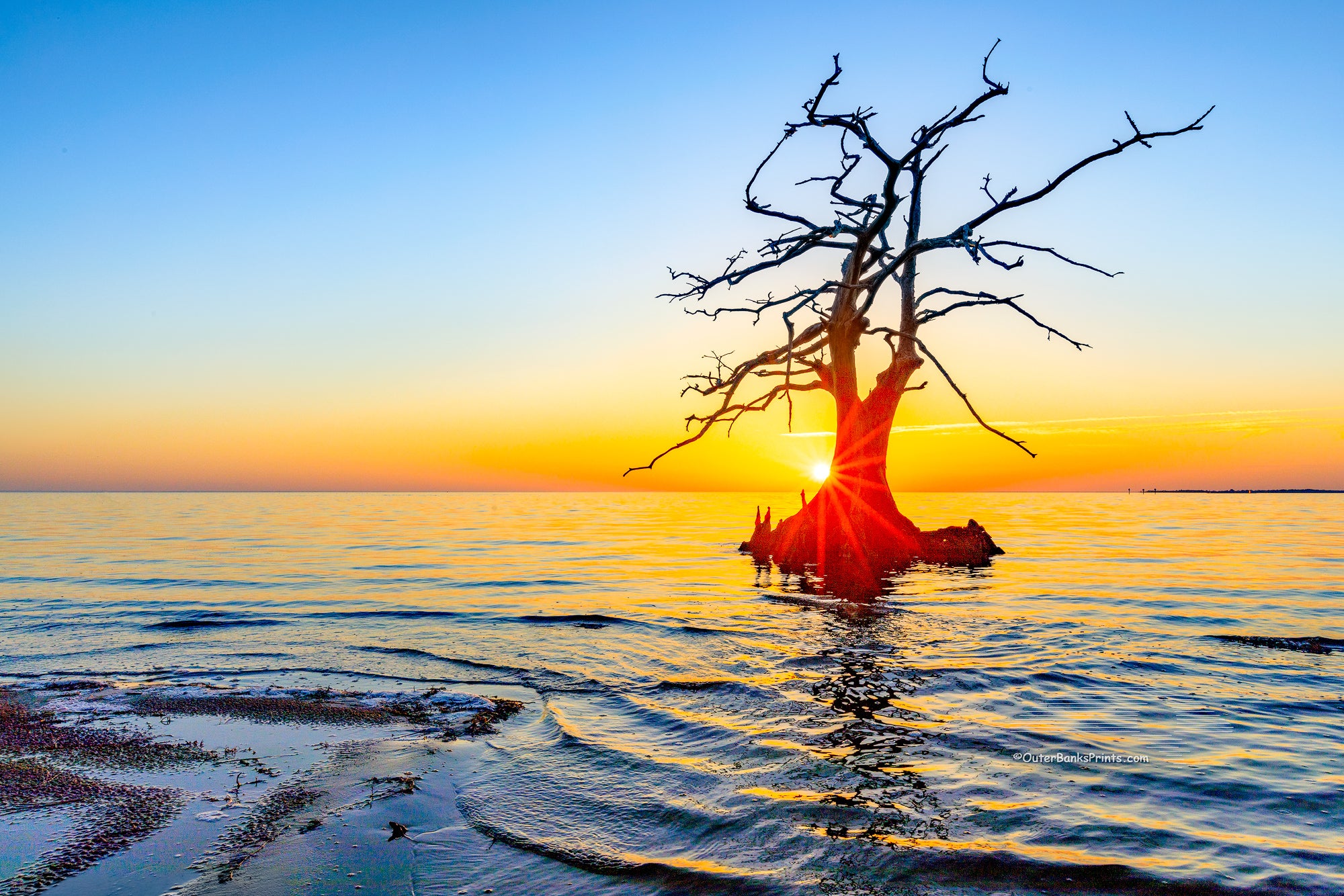 Cypress Sunbeam Outer Banks