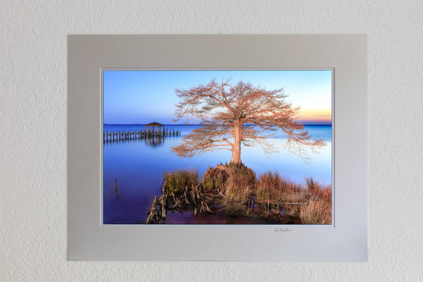 13 x 19 luster print in 18 x 24 ivory ￼￼mat of Cypress tree at sunset along Duck, NC boardwalk on the Ouer Banks.