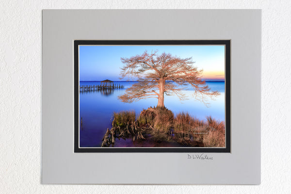 5 x 7 luster prints in a 8 x 10 ivory and black double mat of  Cypress tree at sunset along Duck, NC boardwalk on the Ouer Banks.