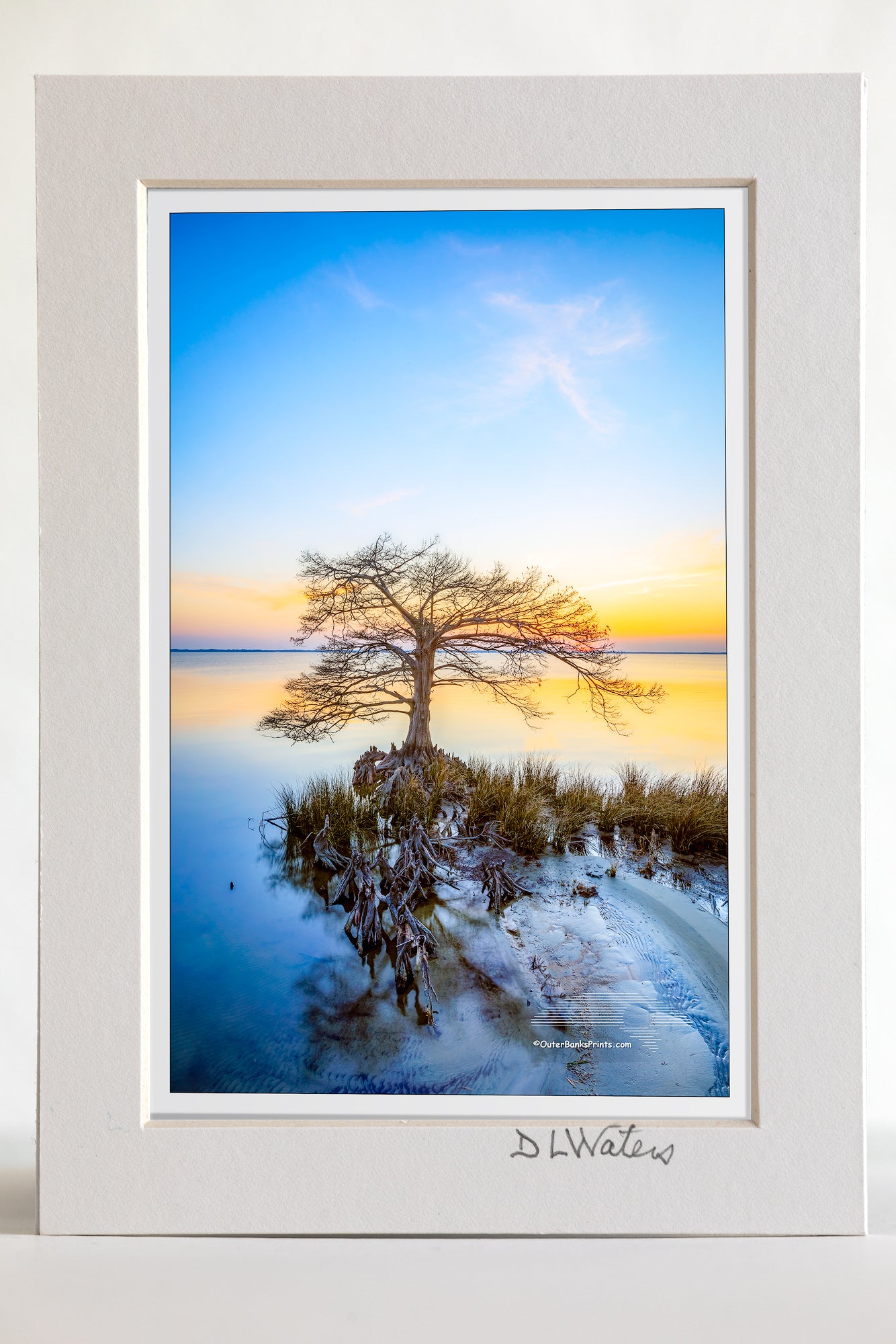 4 x 6 luster print in a 5 x 7 ivory mat of Cypress tree at sunset along Duck, NC boardwalk on the Ouer Banks.