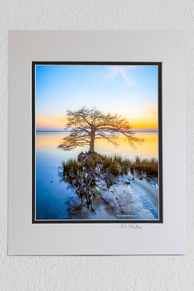 8 x 10 luster print in a 11 x 14 ivory and black double mat of Cypress tree at sunset along Duck, NC boardwalk on the Ouer Banks.