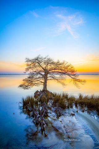 Cypress tree at sunset along Duck, NC boardwalk on the Ouer Banks.
