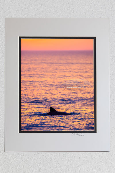 8 x 10 luster print in a 11 x 14 ivory and black double mat of Dolphin cruising along the beach at Duck on the Outer Banks, NC.