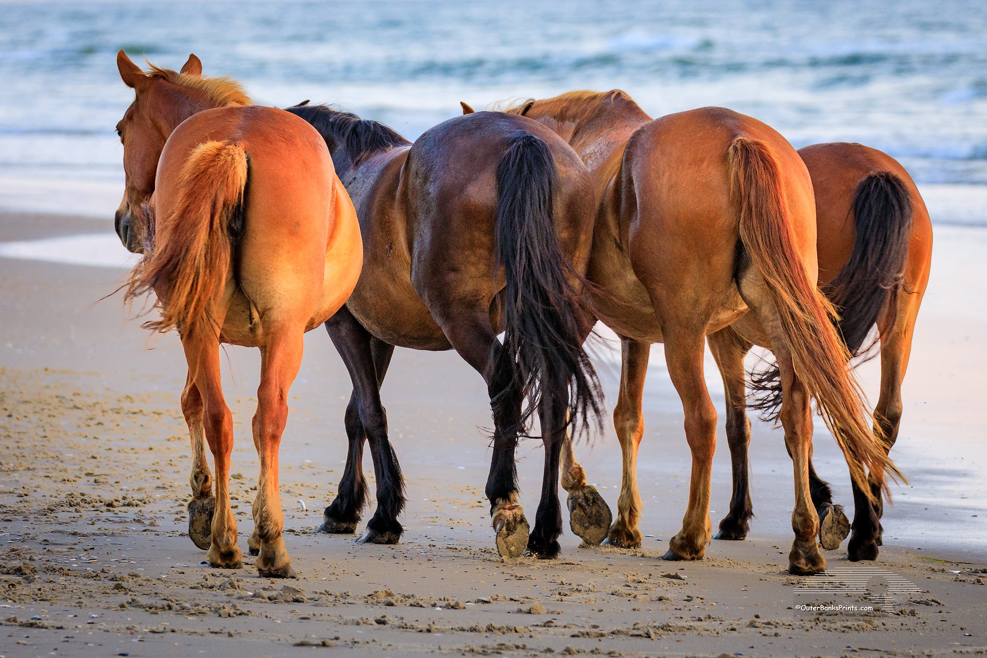 Four wild horses on the beach at Carova Beach, NC on the Outer Banks.