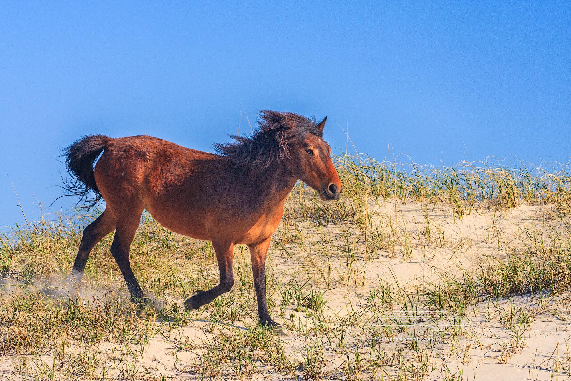 Down the Dunes Outer Banks Wild Horse