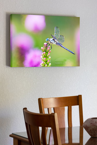 20x30 Canvas print of Dragonflies, sometimes known as mosquito hawks, can eat hundreds of mosquitoes in one day.  They have six  legs like other insects but are unable to walk. Dragonflies have been around for the past 280 million years making them one of the most ancient insects.