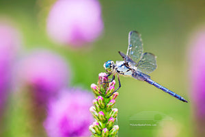 Dragonflies, sometimes known as mosquito hawks, can eat hundreds of mosquitoes in one day.  They have six  legs like other insects but are unable to walk. Dragonflies have been around for the past 280 million years making them one of the most ancient insects.