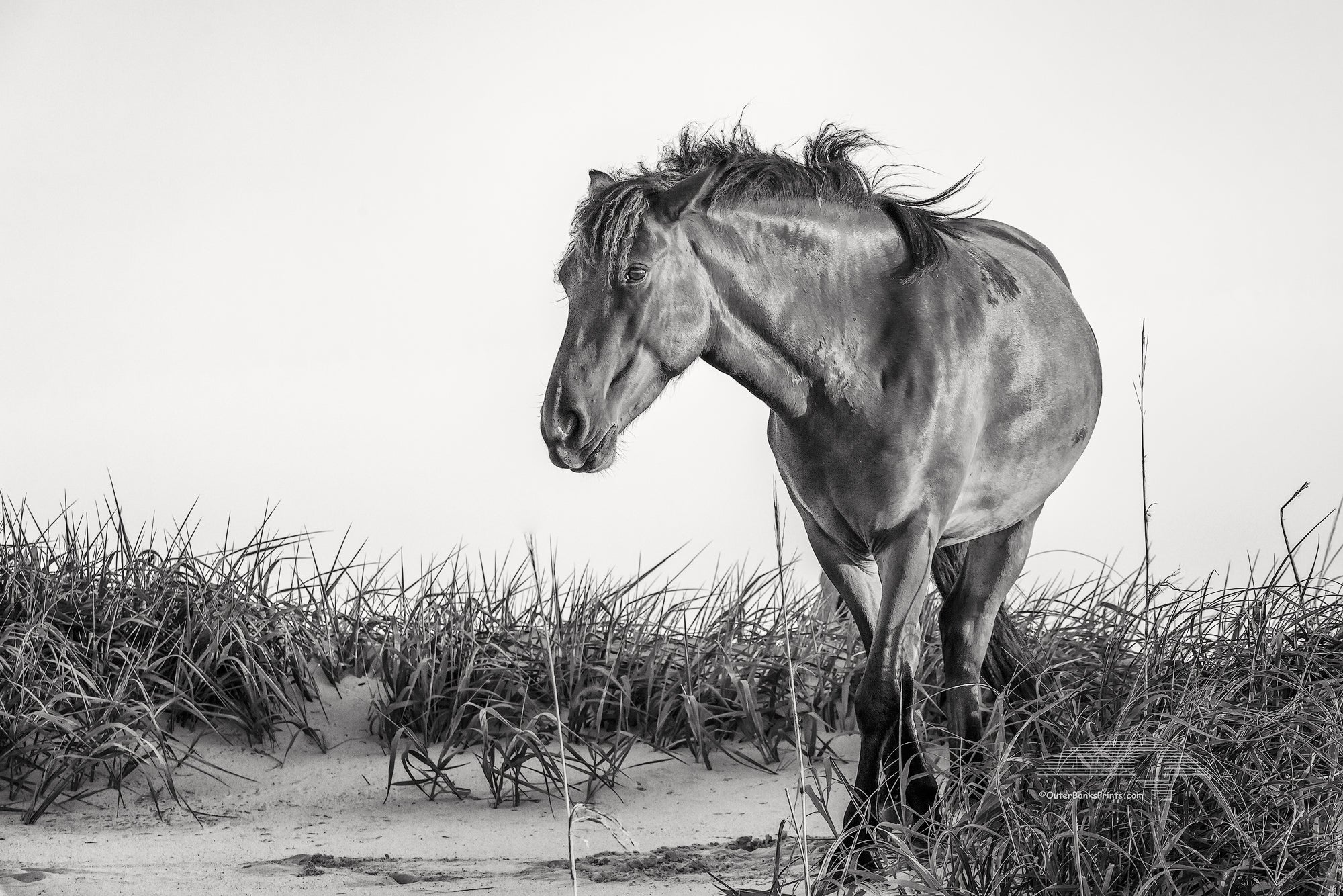 Black and white photo of a wild mustang in the dunes at Carova Beach on the Outer Banks of NC.