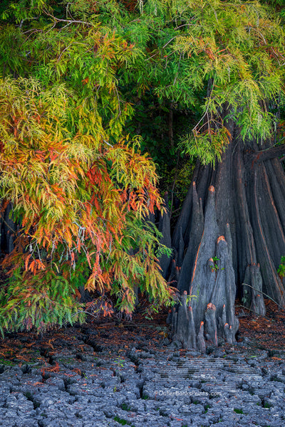 Fall at Lake Phelps vertical Outer Banks