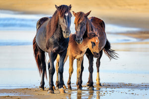 Family portrait of wild horses at the beach on the Outer Banks of North Carolina.