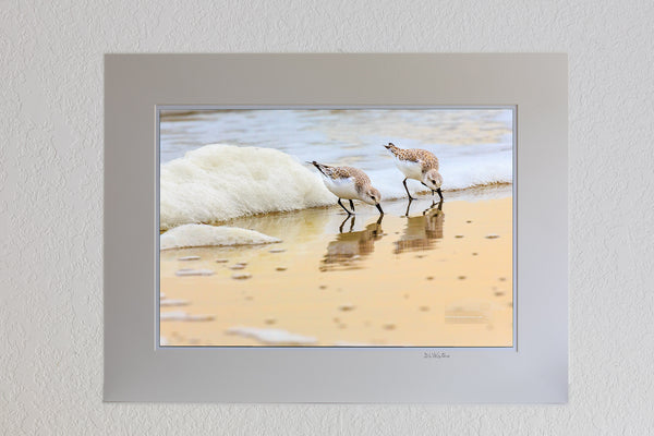 13 x 19 luster print in 18 x 24 ivory ￼￼mat o Feeding sandpipers in morning surf and seafoam, Corolla NC on the Outer Banks.