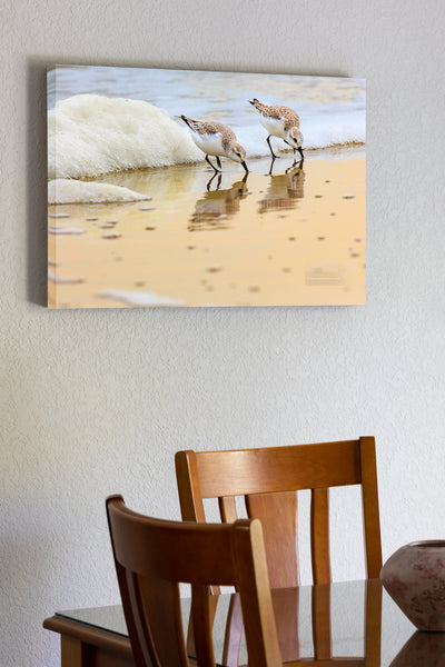 20"x30" x1.5" stretched canvas print hanging in the dining room of Feeding sandpipers in morning surf and seafoam, Corolla NC on the Outer Banks.