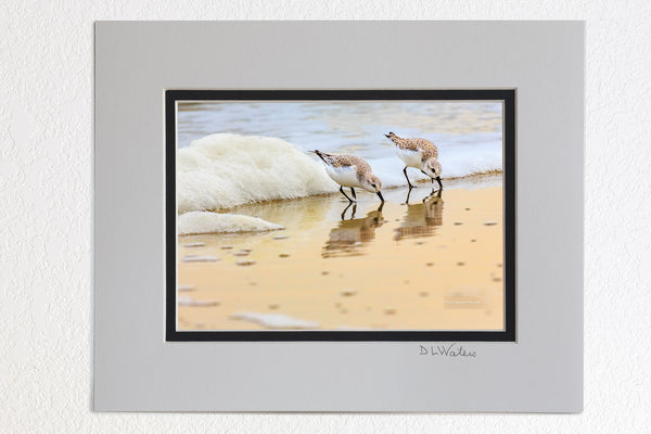 5 x 7 luster prints in a 8 x 10 ivory and black double mat of  Feeding sandpipers in morning surf and seafoam, Corolla NC on the Outer Banks.