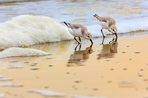 Feeding sandpipers in morning surf and seafoam, Corolla NC on the Outer Banks.