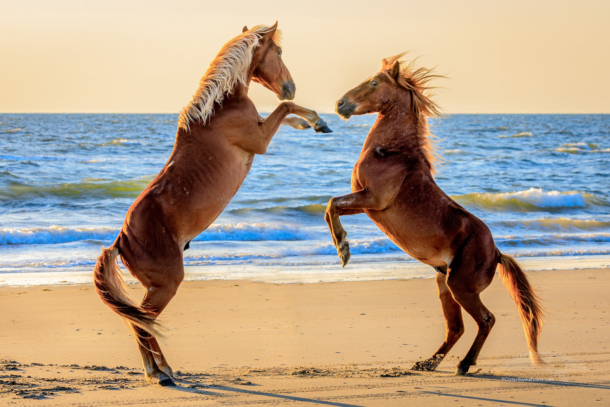 Two wild stallions fighting at sunrise on a Corolla Beach at the Outer Banks of NC.