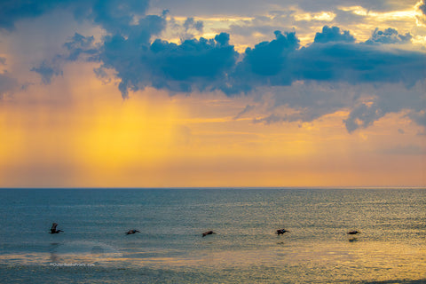 Five in Flight Outer Banks Birds