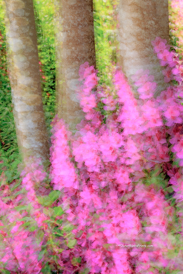 Multiple exposures of azaleas and American holly trees in my front yard. Moving the camera randomly between shots created this painterly affect.