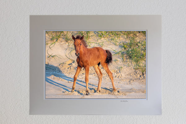 13 x 19 luster print in 18 x 24 ivory ￼￼mat of Young wild horse colt standing on shaky legs in Carova Beach on the Outer Banks of NC.