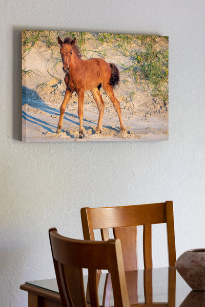 20"x30" x1.5" stretched canvas print hanging in the dining room of Young wild horse colt standing on shaky legs in Carova Beach on the Outer Banks of NC.