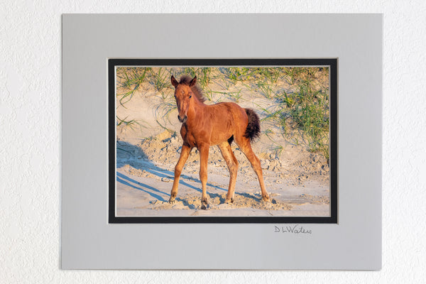 5 x 7 luster prints in a 8 x 10 ivory and black double mat of  Young wild horse colt standing on shaky legs in Carova Beach on the Outer Banks of NC.