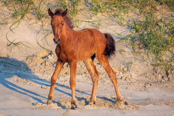 Young wild horse colt standing on shaky legs in Carova Beach on the Outer Banks of NC.