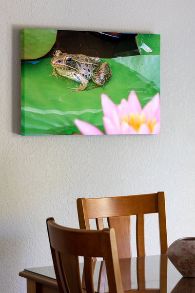 20"x30" x1.5" stretched canvas print hanging in the dining room of Frog and pink lily flower in my backyard pond.