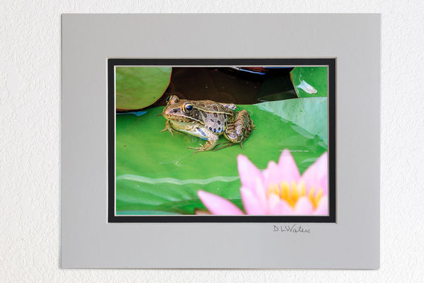 5 x 7 luster prints in a 8 x 10 ivory and black double mat of  Frog and pink lily flower in my backyard pond.