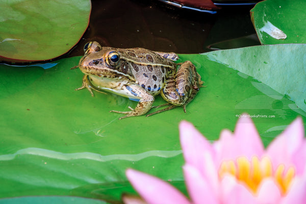 Frog and pink lily flower in my backyard pond.