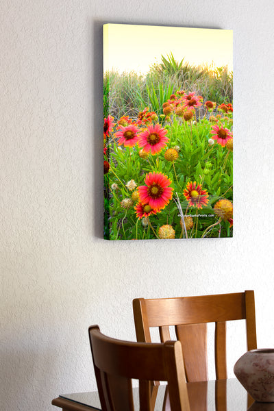 20"x30" x1.5" stretched canvas print hanging in the dining room of Gaillardia Flowers at a Kitty Hawk beach, photographed at sunrise. These Gaillardia flowers grow like weeds in the sand on the Outer Banks. They are also known as Indian Blanket Flower, or Firewheel, and are locally known as Jo Bells.