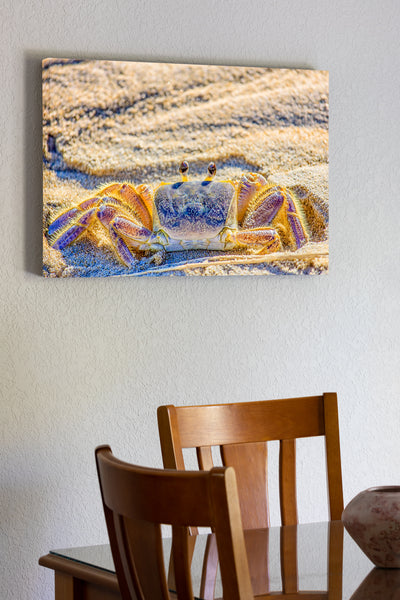 20"x30" x1.5" stretched canvas print hanging in the dining room of Close-up of Outer Banks ghost crab photographed in Corolla on the Outer Banks of NC.