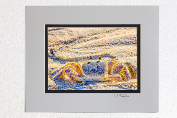 5 x 7 luster prints in a 8 x 10 ivory and black double mat of Close-up of Outer Banks ghost crab photographed in Corolla on the Outer Banks of NC.