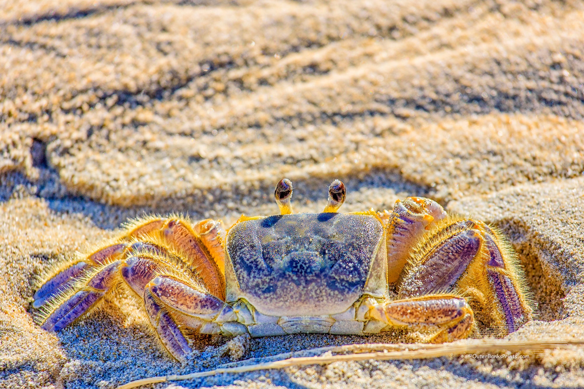 Close-up of Outer Banks ghost crab photographed in Corolla on the Outer Banks of NC.