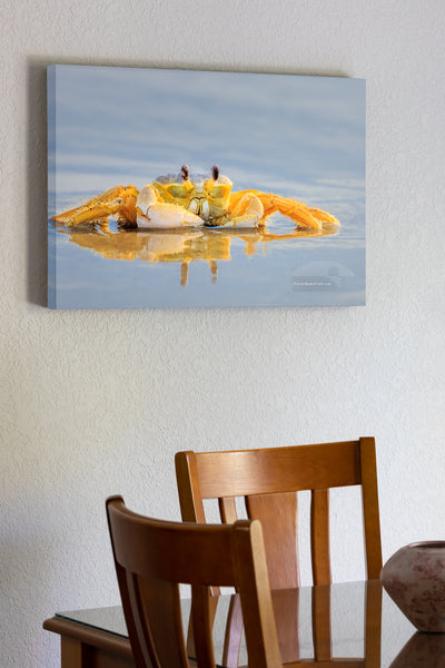20"x30" x1.5" stretched canvas print hanging in the dining room of Ghost crab reflection on a Outer Banks beach in NC.