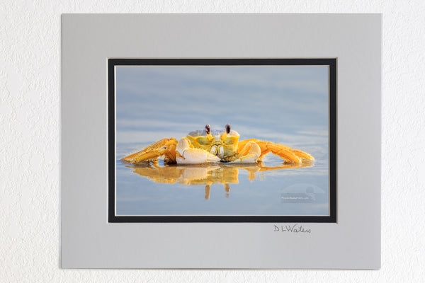 5 x 7 luster prints in a 8 x 10 ivory and black double mat of  Ghost crab reflection on a Outer Banks beach in NC.