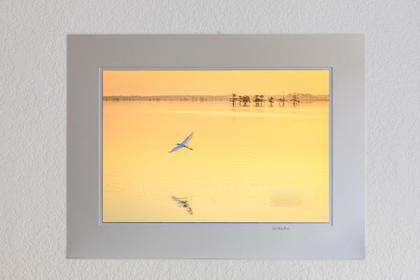 13 x 19 luster print in 18 x 24 ivory ￼￼mat of Golden sunrise and a Great Egret in flight at Lake Mattamuskeet, eastern North Carolina.