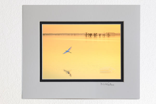 5 x 7 luster prints in a 8 x 10 ivory and black double mat of  Golden sunrise and a Great Egret in flight at Lake Mattamuskeet, eastern North Carolina.