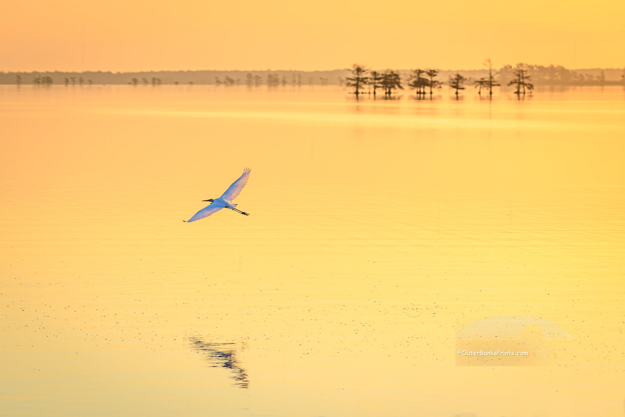 Golden sunrise and a Great Egret in flight at Lake Mattamuskeet, eastern North Carolina.