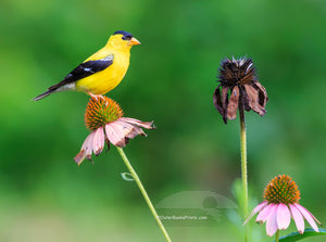 Goldfinch and Coneflower Outer Banks Birds