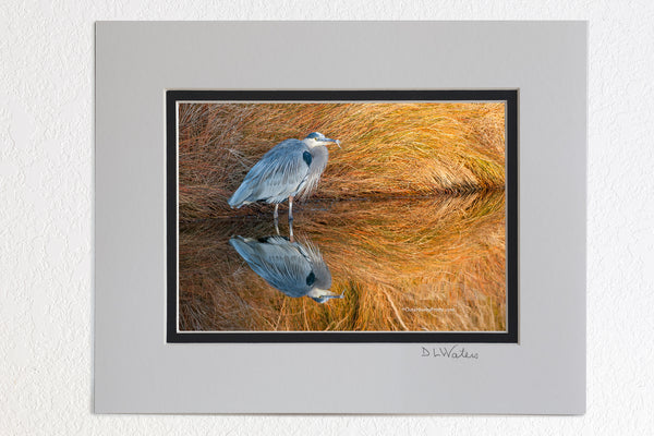 5 x 7 luster prints in a 8 x 10 ivory and black double mat of  Great Blue Heron reflection in beautiful light on a canal.