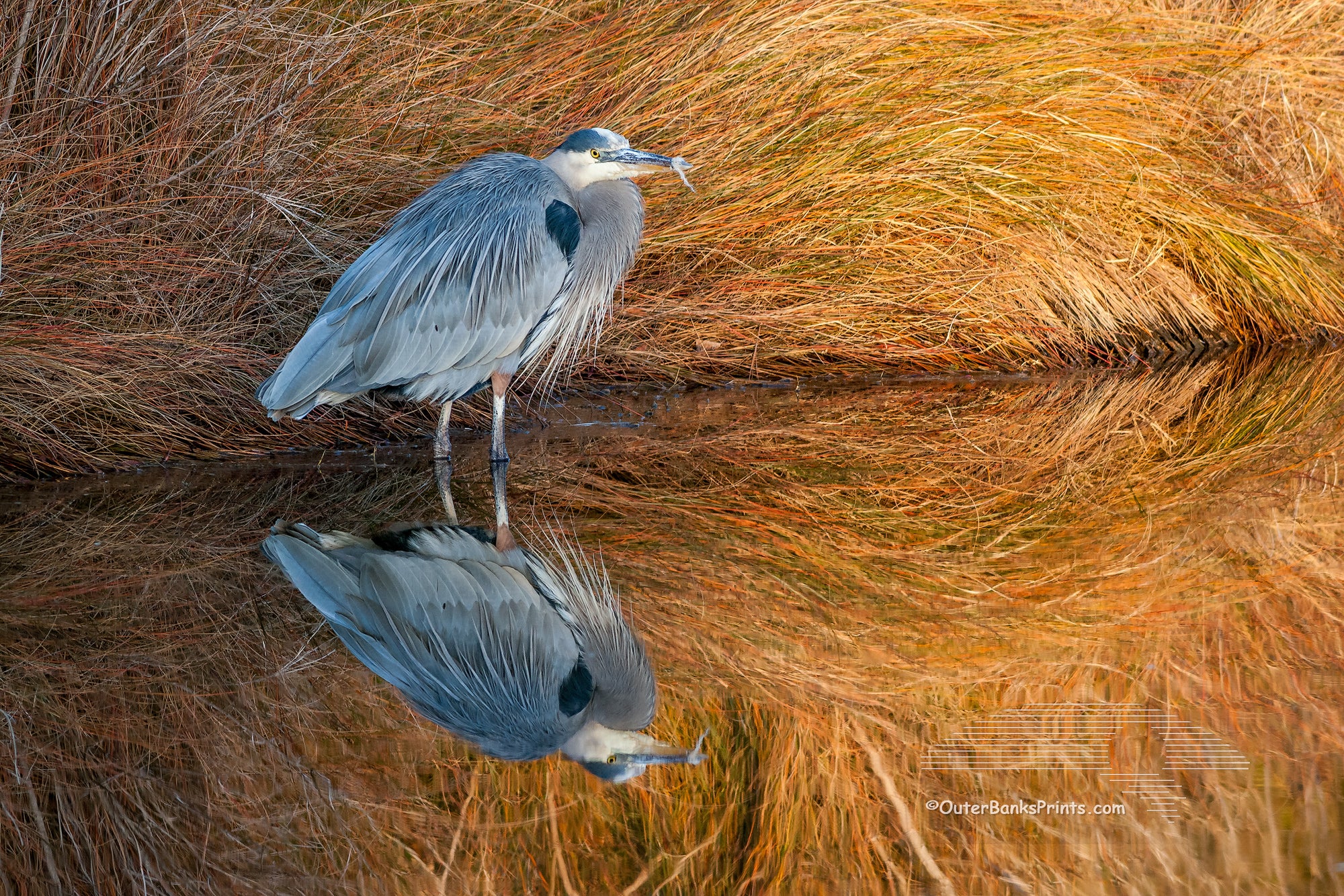 Great Blue Heron reflection in beautiful light on a canal.