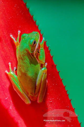 Green tree frog on a red bromeliad. The contrast between the green frog and the red leaf is what i like about this picture.