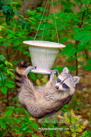 Raccoon raiding the backyard  bird feeder.