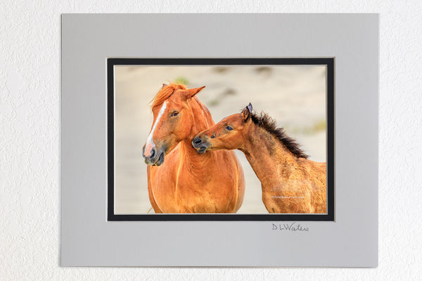 5 x 7 luster prints in a 8 x 10 ivory and black double mat of  A mother interacting with her colt in Carova Beach  on the Outer Banks of North Carolina.