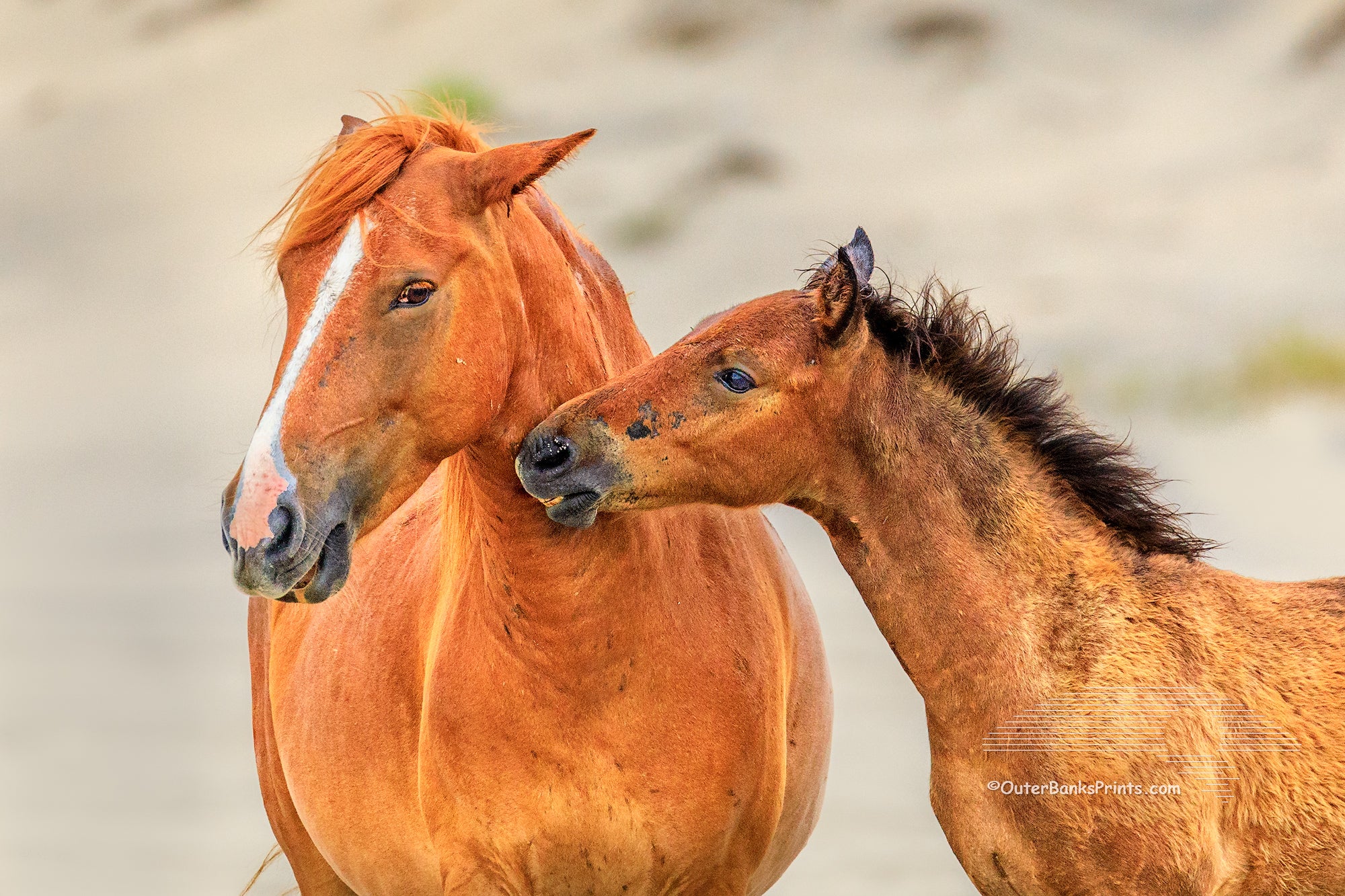 A mother interacting with her colt in Carova Beach  on the Outer Banks of North Carolina.