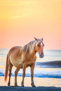Wild Spanish mustang on NC Outer Banks beach at sunrise.