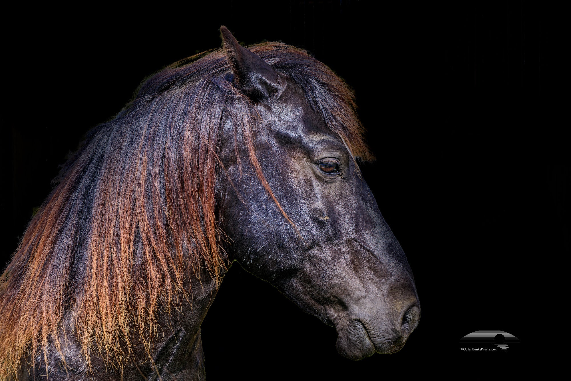 Portrait of Duck, a relocated wild stallion at the Corolla Wild Horse Fund farm.